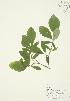  (Dirca palustris - AP002b)  @11 [ ] Copyright (2009) Unspecified University of Guelph BIO Herbarium