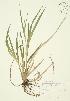  (Carex scabrata - AP014)  @11 [ ] Unspecified (default): All Rights Reserved  Unspecified Unspecified