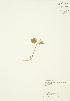  (Polygala paucifolia - AP018)  @11 [ ] Copyright (2009) Unspecified University of Guelph BIO Herbarium