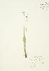  (Sisyrinchium montanum - AP085)  @11 [ ] Copyright (2009) Unspecified University of Guelph BIO Herbarium