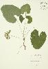  ( - JAG 0018)  @11 [ ] Copyright (2009) Unspecified University of Guelph BIO Herbarium