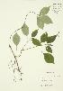  ( - JAG 0019)  @11 [ ] Copyright (2009) Unspecified University of Guelph BIO Herbarium