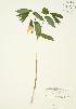  (Uvularia grandiflora - JAG 0446)  @11 [ ] Unspecified (default): All Rights Reserved  Unspecified Unspecified