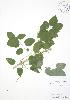  ( - AP312)  @11 [ ] Copyright (2009) Unspecified University of Guelph BIO Herbarium