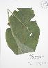  ( - AP382)  @11 [ ] Copyright (2009) Unspecified University of Guelph BIO Herbarium