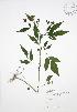  ( - AP331)  @11 [ ] Copyright (2009) Unspecified University of Guelph BIO Herbarium