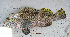  (Epinephelus macrospilos - KUT 7168)  @15 [ ] Unspecified (default): All Rights Reserved  University of Kansas Biodiversity Institute (KUBI) Unspecified