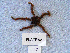  (Ophiothrix spiculata - MTI-SCCWRP-00026)  @13 [ ] CreativeCommons - Attribution Non-Commercial Share-Alike (2009) Cheryl A. Brantley Los Angeles County Sanitation District