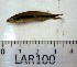  (Crenicichla cf. lepidota - LAR100)  @12 [ ] Copyright  LAR-IBR Unspecified