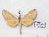  (Malgassoclanis delicatus - BC-Basq 3177)  @14 [ ] Copyright (2011) Patrick Basquin Research Collection of Patrick Basquin