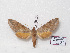  (Malgassoclanis rufus - BC-Basq 3178)  @13 [ ] Copyright (2011) Patrick Basquin Research Collection of Patrick Basquin