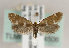  (Incurvariinae - TLMF Lep 14506)  @15 [ ] CreativeCommons - Attribution Non-Commercial Share-Alike (2014) Peter Huemer Tiroler Landesmuseum Ferdinandeum