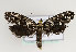  (Euplocamus - TLMF Lep 14515)  @14 [ ] CreativeCommons - Attribution Non-Commercial Share-Alike (2014) Peter Huemer Tiroler Landesmuseum Ferdinandeum