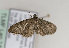  (Eupithecia thalictrata - TLMF Lep 14582)  @12 [ ] CreativeCommons - Attribution Non-Commercial Share-Alike (2014) Peter Huemer Tiroler Landesmuseum Ferdinandeum