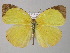  (Eurema AH01 - BC ZSM Lep 02477)  @14 [ ] CreativeCommons - Attribution Non-Commercial Share-Alike (2010) Unspecified SNSB, Zoologische Staatssammlung Muenchen