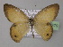  (Hypocysta adiante - BC ZSM Lep 02479)  @14 [ ] CreativeCommons - Attribution Non-Commercial Share-Alike (2010) Unspecified SNSB, Zoologische Staatssammlung Muenchen