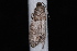 (Epinotia sp. 4 - 08-JDWBC-1046)  @12 [ ] CreativeCommons - Attribution (2010) Unspecified University of British Columbia