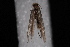  (Phyllonorycter sp. 3 - 08-JDWBC-2574)  @12 [ ] CreativeCommons - Attribution (2010) Unspecified University of British Columbia