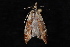  (Phtheochroa sp. 1 - 10-JDWBC-1771)  @13 [ ] CreativeCommons - Attribution (2010) Unspecified University of British Columbia