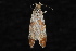  (Phtheochroa sp. 1 - 10-JDWBC-1693)  @13 [ ] CreativeCommons - Attribution (2010) Unspecified University of British Columbia