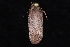  (Agonopterix sp. nr. clemensella - 10-JDWBC-4655)  @13 [ ] CreativeCommons - Attribution (2010) Unspecified University of British Columbia