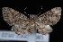  (Eupithecia longipalpata - UBC-2007-0522)  @15 [ ] CreativeCommons - Attribution (2010) Unspecified University of British Columbia