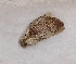  (Gastroplakaeis sp - 2011-892)  @12 [ ] Unspecified (default): All Rights Reserved  Unspecified Unspecified