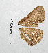  (Phylalia - VZ-EUPTER-11)  @12 [ ] Unspecified (default): All Rights Reserved  Unspecified Unspecified