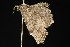  (Entephria bradorata - 04HBL003591)  @14 [ ] CreativeCommons - Attribution (2010) Unspecified Centre for Biodiversity Genomics