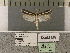  ( - LEP92955)  @11 [ ] by-nc (2023) Unspecified Florida Museum of Natural History, McGuire Center for Lepidoptera and Biodiversity