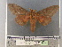  ( - LEP93313)  @11 [ ] by-nc (2023) Unspecified Florida Museum of Natural History, McGuire Center for Lepidoptera and Biodiversity