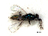  (Apleurotropis assis - RMNH.INS.100216)  @12 [ ] CreativeCommons - Attribution Non-Commercial Share-Alike (2016) Unspecified Naturalis Biodiversity Center