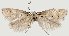  (Elachista paracollitella - TLMF Lep 22310)  @11 [ ] CreativeCommons - Attribution Non-Commercial Share-Alike (2017) Peter Huemer Tiroler Landesmuseum