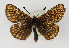  (Melitaea asteria - TLMF Lep 22566)  @14 [ ] CreativeCommons - Attribution Non-Commercial Share-Alike (2017) Peter Huemer Tiroler Landesmuseum