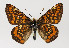  (Euphydryas maturna - TLMF Lep 22573)  @14 [ ] CreativeCommons - Attribution Non-Commercial Share-Alike (2017) Peter Huemer Tiroler Landesmuseum