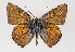  (Lycaena alciphron - TLMF Lep 22591)  @14 [ ] CreativeCommons - Attribution Non-Commercial Share-Alike (2017) Peter Huemer Tiroler Landesmuseum