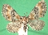  (Eupithecia pyreneata - KLM Lep 08707)  @14 [ ] CreativeCommons - Attribution Non-Commercial Share-Alike (2017) Christian Wieser Tiroler Landesmuseum