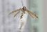  (Aspilapteryx multipunctella - TLMF Lep 27398)  @12 [ ] CreativeCommons - Attribution Non-Commercial Share-Alike (2019) Peter Huemer Tiroler Landesmuseum
