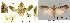  (Euzopherodes vapidella - TLMF Lep 31087)  @11 [ ] CreativeCommons - Attribution Non-Commercial Share-Alike (2022) Peter Huemer Tiroler Landesmuseum