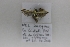  (Merrifieldia inopinata - TLMF_Lep_33641)  @11 [ ] CreativeCommons - Attribution Non-Commercial Share-Alike (2023) Jacques Nel Tiroler Landesmuseum