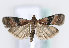  (Rhodophaea - TLMF Lep 10303)  @14 [ ] CreativeCommons - Attribution Non-Commercial Share-Alike (2013) Peter Huemer Tiroler Landesmuseum Ferdinandeum