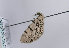  (Eupithecia venosata - TLMF Lep 10651)  @15 [ ] CreativeCommons - Attribution Non-Commercial Share-Alike (2013) Peter Huemer Tiroler Landesmuseum Ferdinandeum