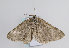  (Elophos caelibaria - TLMF Lep 10957)  @15 [ ] CreativeCommons - Attribution Non-Commercial Share-Alike (2013) Peter Huemer Tiroler Landesmuseum Ferdinandeum