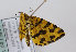  (Pseudopanthera macularia - TLMF Lep 12868)  @15 [ ] CreativeCommons - Attribution Non-Commercial Share-Alike (2013) Peter Huemer Tiroler Landesmuseum Ferdinandeum