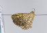  (Euchoeca nebulata - TLMF Lep 12931)  @14 [ ] CreativeCommons - Attribution Non-Commercial Share-Alike (2013) Peter Huemer Tiroler Landesmuseum Ferdinandeum
