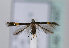  (Cosmopterix scribaiella - TLMF Lep 11447)  @14 [ ] CreativeCommons - Attribution Non-Commercial Share-Alike (2013) Peter Huemer Tiroler Landesmuseum Ferdinandeum
