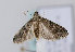  (Ephestia parasitella - TLMF Lep 12228)  @14 [ ] CreativeCommons - Attribution Non-Commercial Share-Alike (2013) Peter Huemer Tiroler Landesmuseum Ferdinandeum