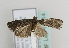  (Epinotia maculana - TLMF Lep 13714)  @14 [ ] CreativeCommons - Attribution Non-Commercial Share-Alike (2014) Peter Huemer Tiroler Landesmuseum Ferdinandeum