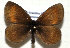  (Erebia claudina - TLMF Lep 13898)  @14 [ ] CreativeCommons - Attribution Non-Commercial Share-Alike (2014) Peter Huemer Tiroler Landesmuseum Ferdinandeum