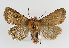  (Lasionycta imbecilla - TLMF Lep 14098)  @15 [ ] CreativeCommons - Attribution Non-Commercial Share-Alike (2014) Peter Huemer Tiroler Landesmuseum Ferdinandeum